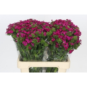 Dianthus Br Amazon Neon Cherry