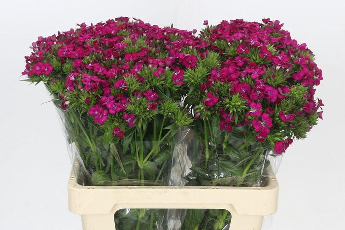 <h4>Dianthus Br Amazon Neon Cherry</h4>
