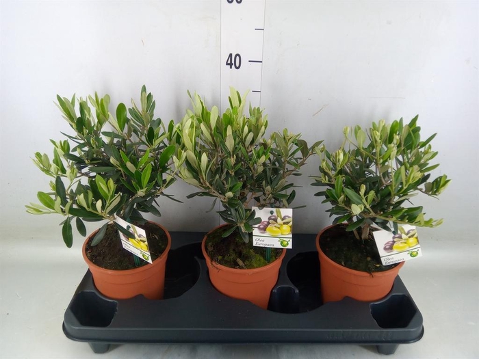 <h4>Olea europaea</h4>