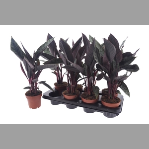 APOB ACUMINATISSIMA