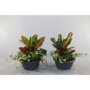 Toef Croton mix+Hedera mix 27cm