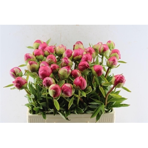 Paeonia L Com Performance