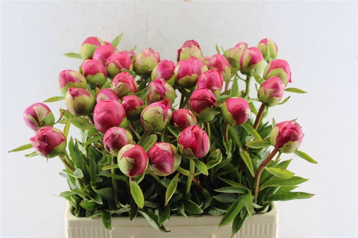 <h4>Paeonia L Com Performance</h4>