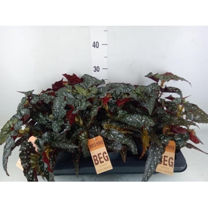 Begonia BD mac. 'Black Forest'