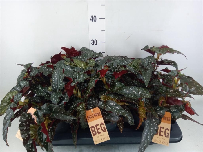 <h4>Begonia BD mac. 'Black Forest'</h4>