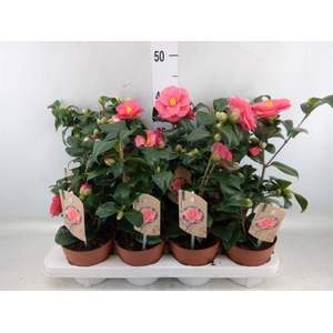 Camellia reticulata 'Mary Williams'