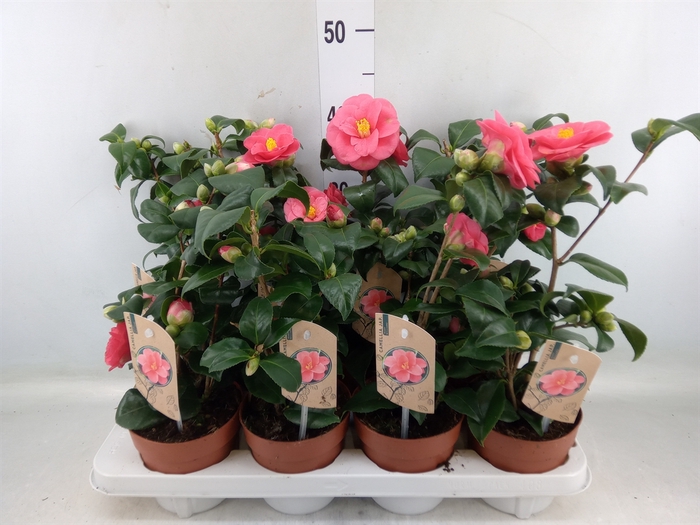 <h4>Camellia reticulata 'Mary Williams'</h4>