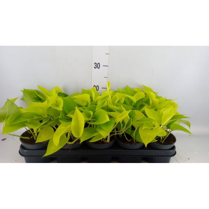 <h4>Epipremnum pinn. 'Golden Pothos'</h4>