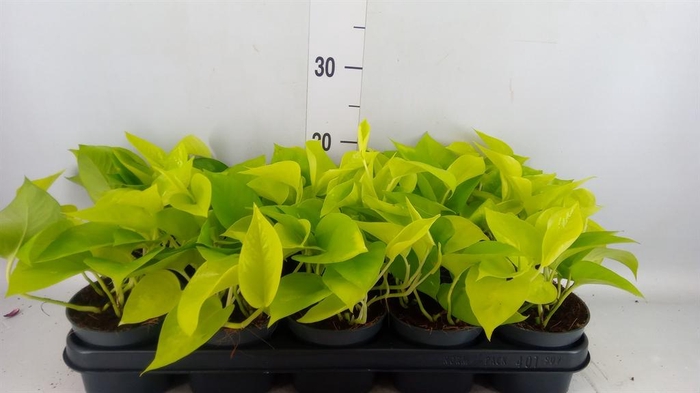 Epipremnum pinn. 'Golden Pothos'