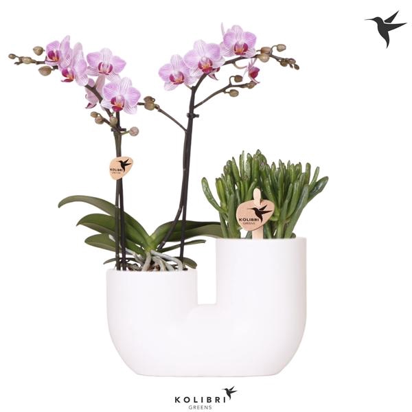 <h4>Arrangementen Phalaenopsis mt 6%</h4>