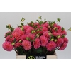 Dahlia Doris Duke