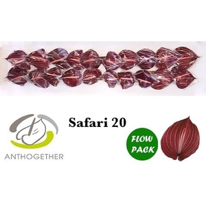 Anthurium Safari