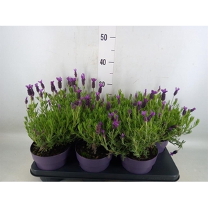 Lavandula stoec. 'Anouk'