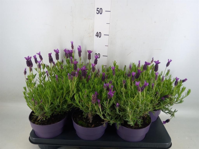 <h4>Lavandula stoec. 'Anouk'</h4>
