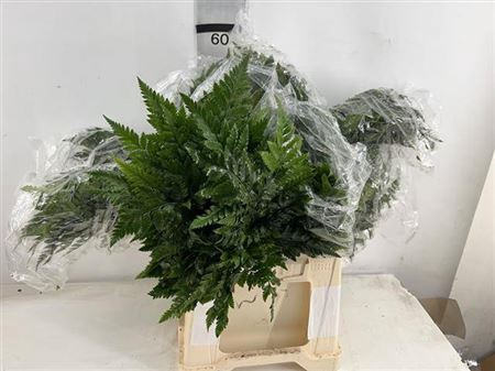 <h4>Decogroen Ov</h4>