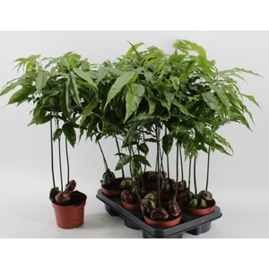 Castano Magnifico 12Ø 50cm