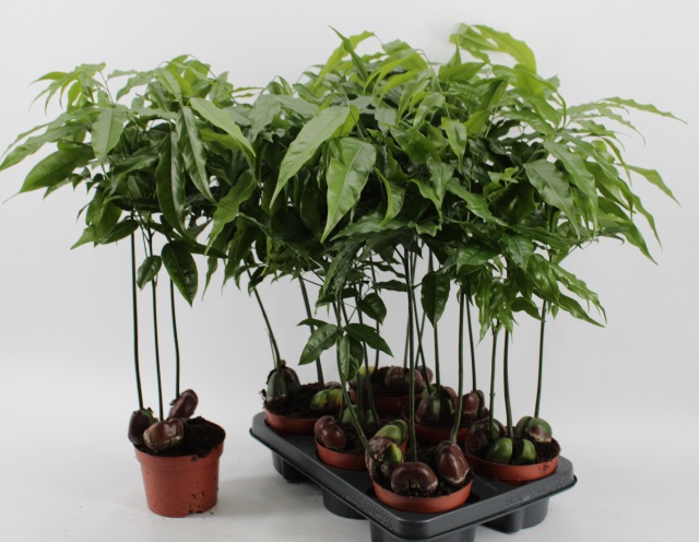 Castano Magnifico 12Ø 50cm