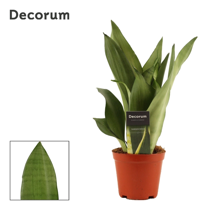 <h4>Sansevieria Moonshine P12</h4>