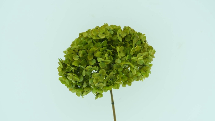 <h4>Hydrangea Anna Preserved Dark Olive</h4>