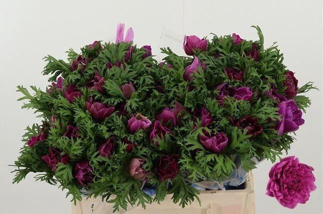 <h4>ANEM CO CARILL PINK</h4>