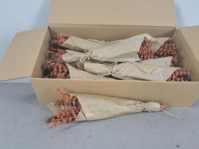 <h4>PF Lavendel Orange</h4>