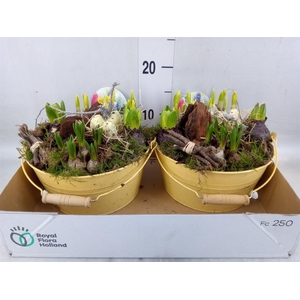 Arr.   Bol/Knolgewas L%