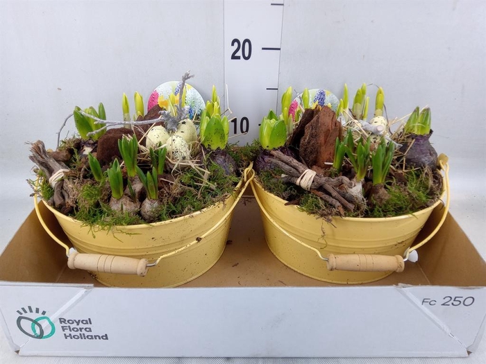 <h4>Arr.   Bol/Knolgewas L%</h4>