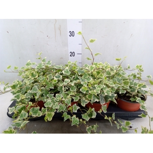 Hedera helix 'White Wonder'