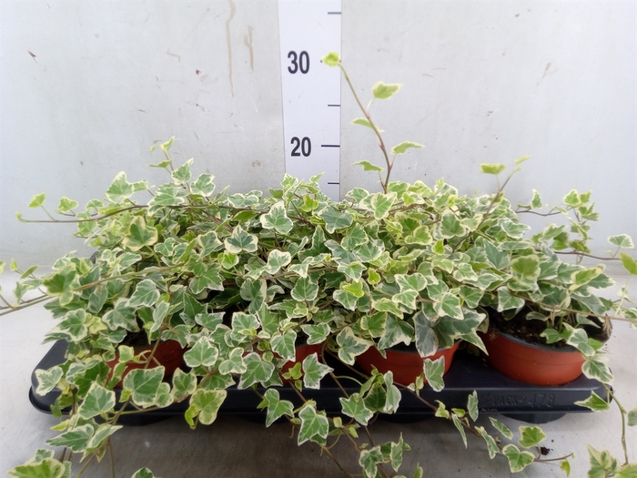<h4>Hedera helix 'White Wonder'</h4>
