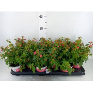 Fuchsia  'Bella Fuchsia Evita'