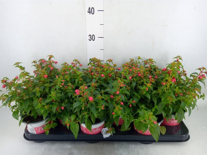 <h4>Fuchsia  'Bella Fuchsia Evita'</h4>