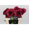 Dahlia Bacardi