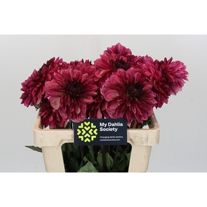 Dahlia Bacardi