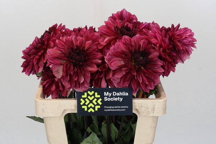 Dahlia Bacardi