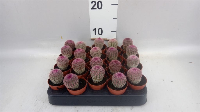 <h4>Cactus   ...</h4>