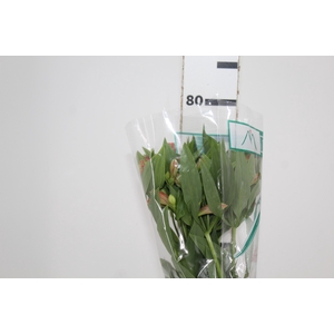 ALSTROEMERIA TROPICANA 080 CM