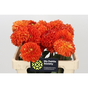 Dahlia Tropical Summer