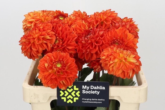 <h4>Dahlia Tropical Summer</h4>