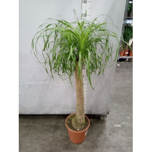 Beaucarnea recurvata