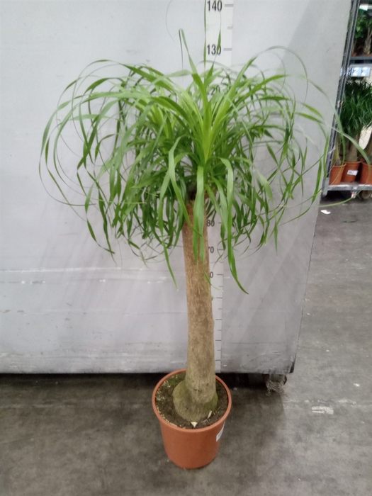 <h4>Beaucarnea recurvata</h4>