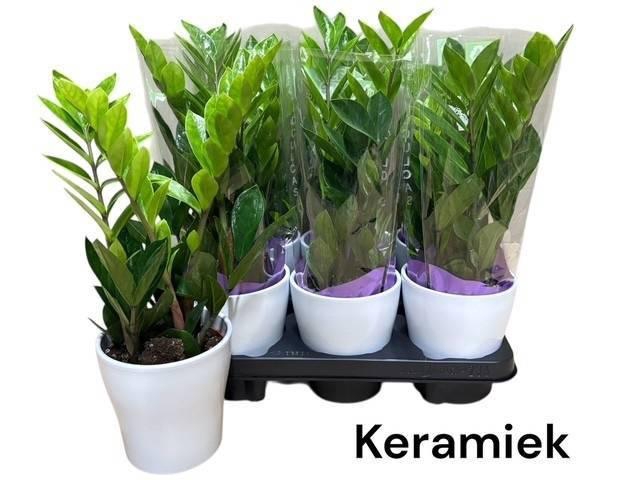 <h4>ZAMIO ZAMIIFOLIA</h4>