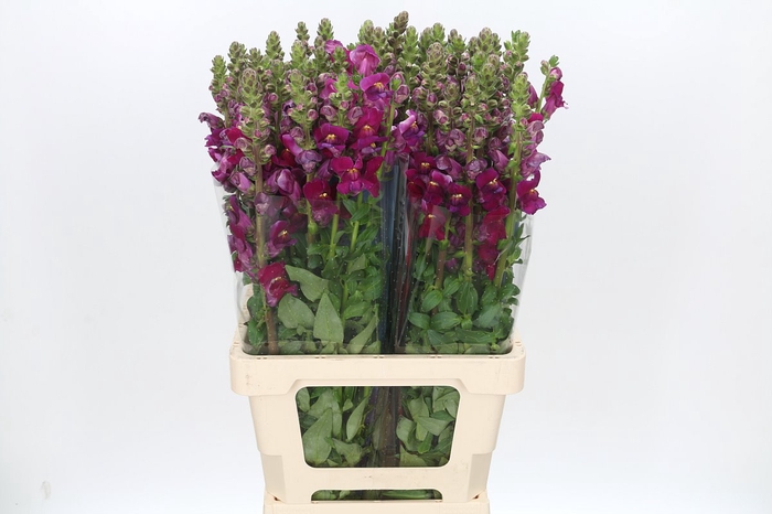 <h4>Antirrhinum Potomac Red</h4>