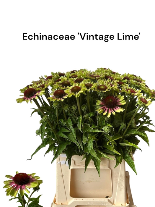 <h4>ECHI PURPUREA</h4>