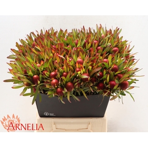 LEUCADENDRON AYOBA CHERRY PEARL VERTAKT