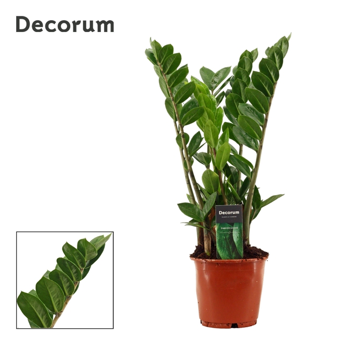 <h4>Zamioculcas 14 cm Compact, 4+ veren (Decorum)</h4>