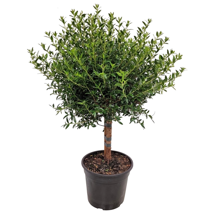 <h4>MYRTUS COM</h4>