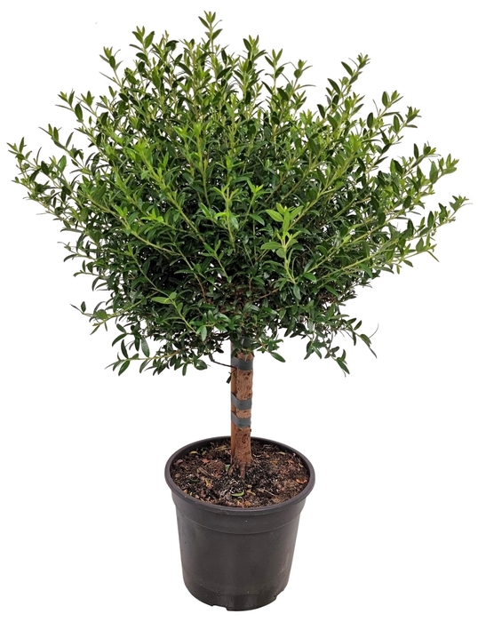 MYRTUS COM