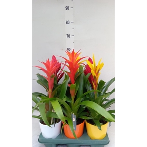 Bromelia   ...mix