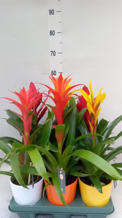 <h4>Bromelia   ...mix</h4>