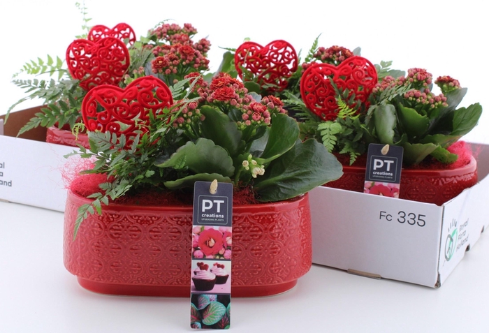 <h4>ARR KAMERPL</h4>